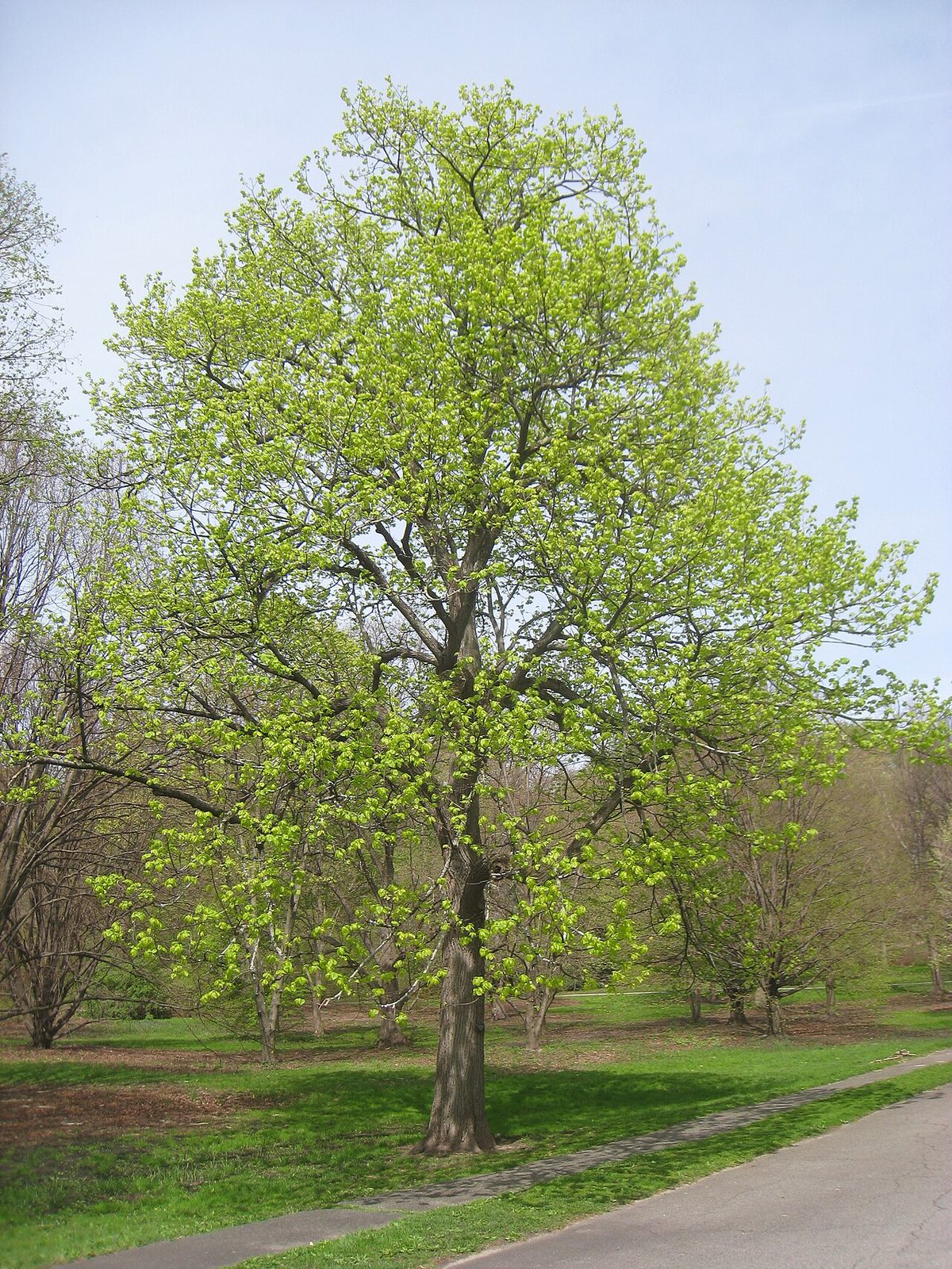 American Basswood