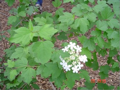 American Cranberrybush Viburnum