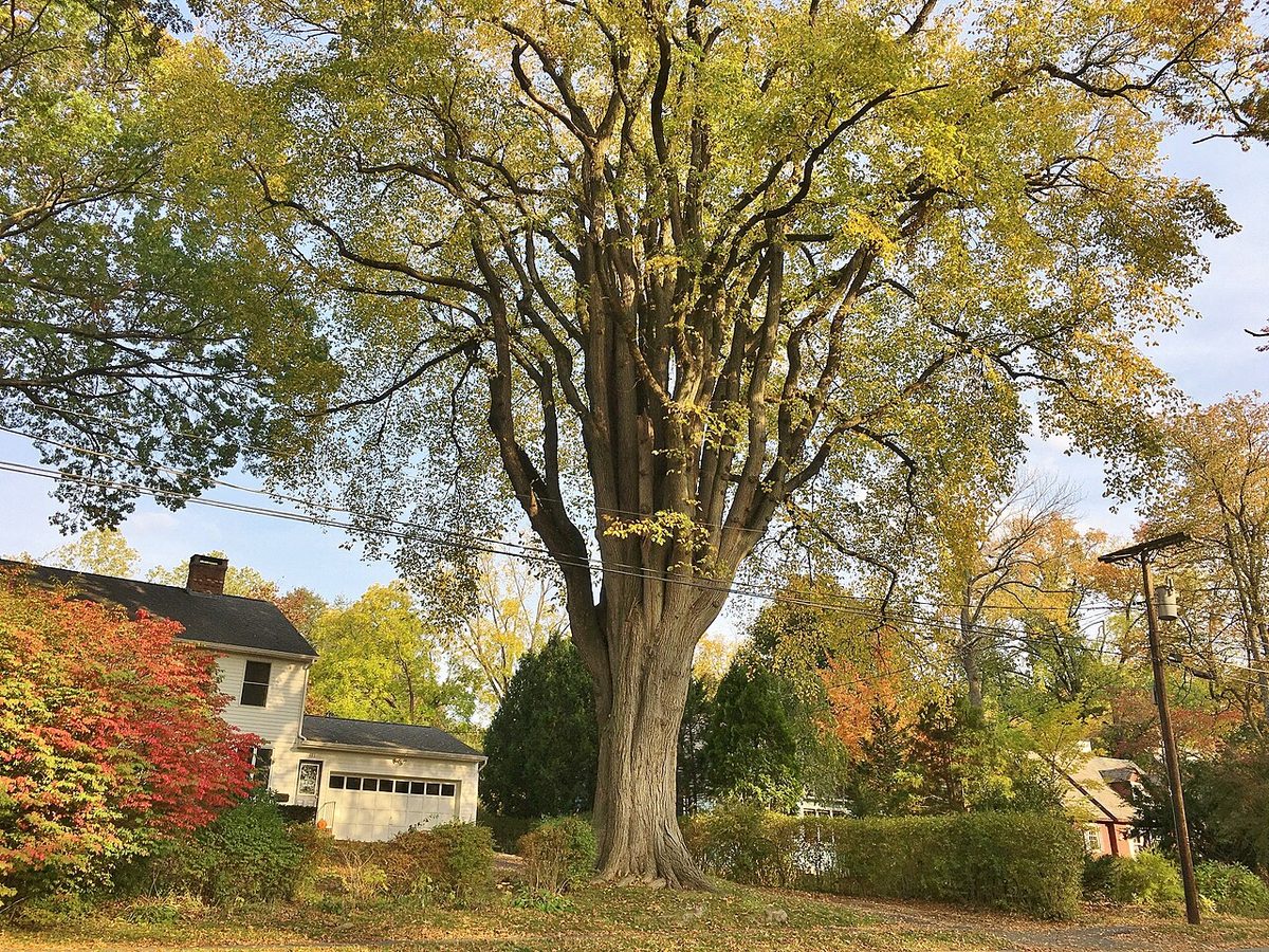American Elm