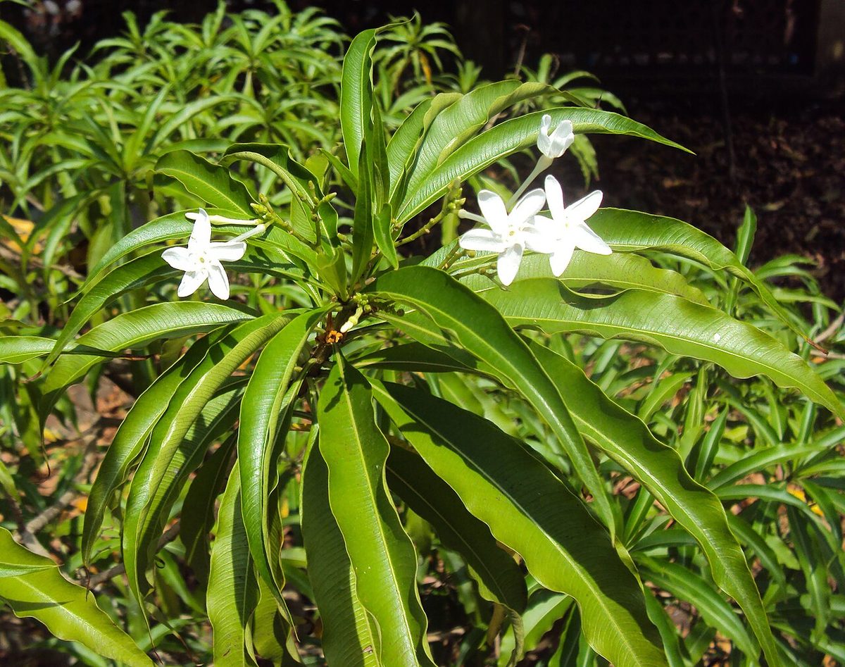 Amsonia