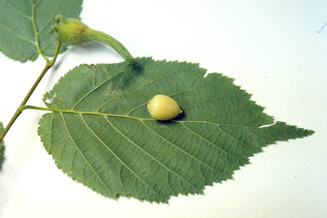 Beaked Hazelnut