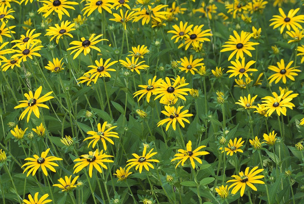 Black-Eyed Susan