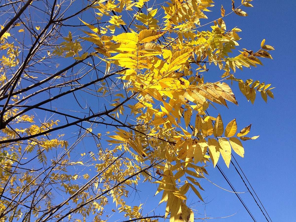 Black Walnut