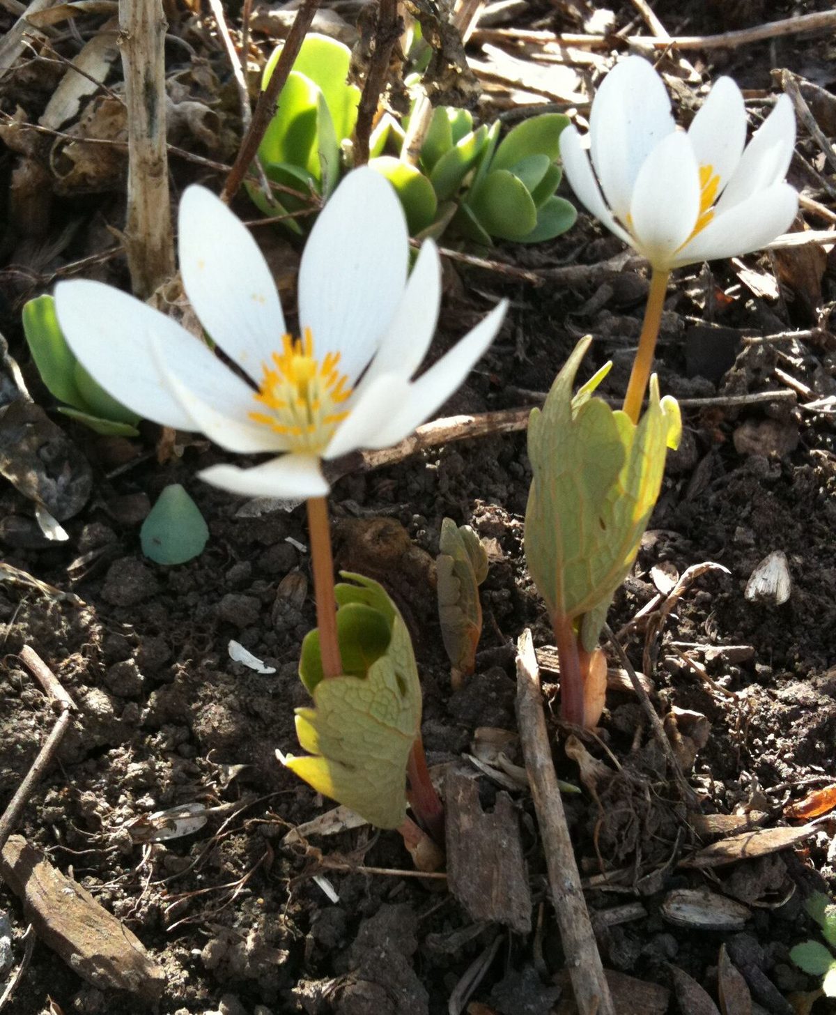 Bloodroot. Single plant shown in early spring when in bloom, while leaves are still clasping around the stem.