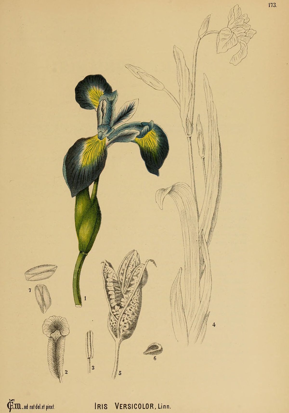Blue Flag Iris
