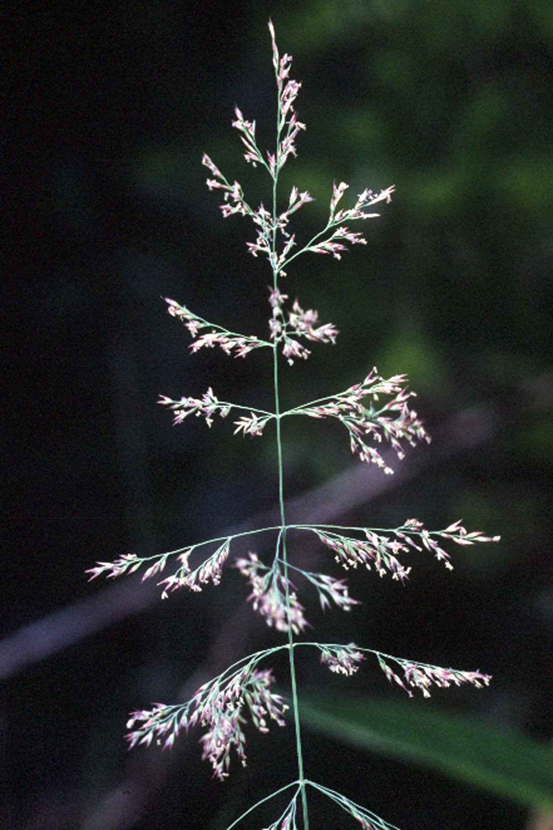 Blue Joint Grass