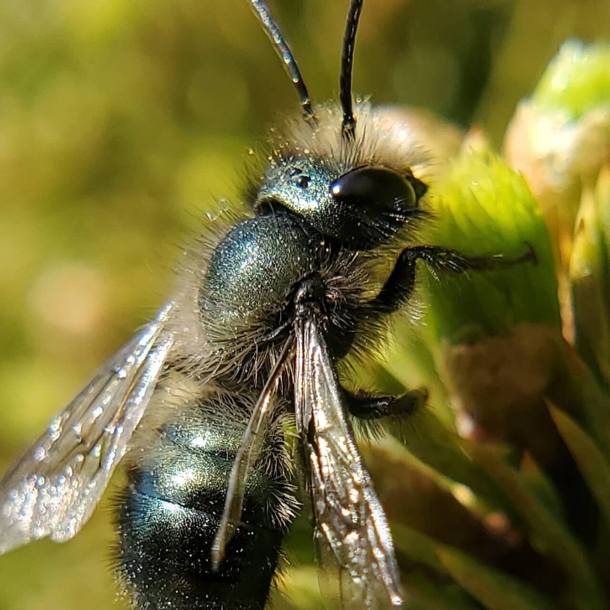 Blue Orchard Mason Bees