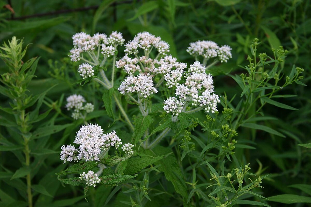 Boneset