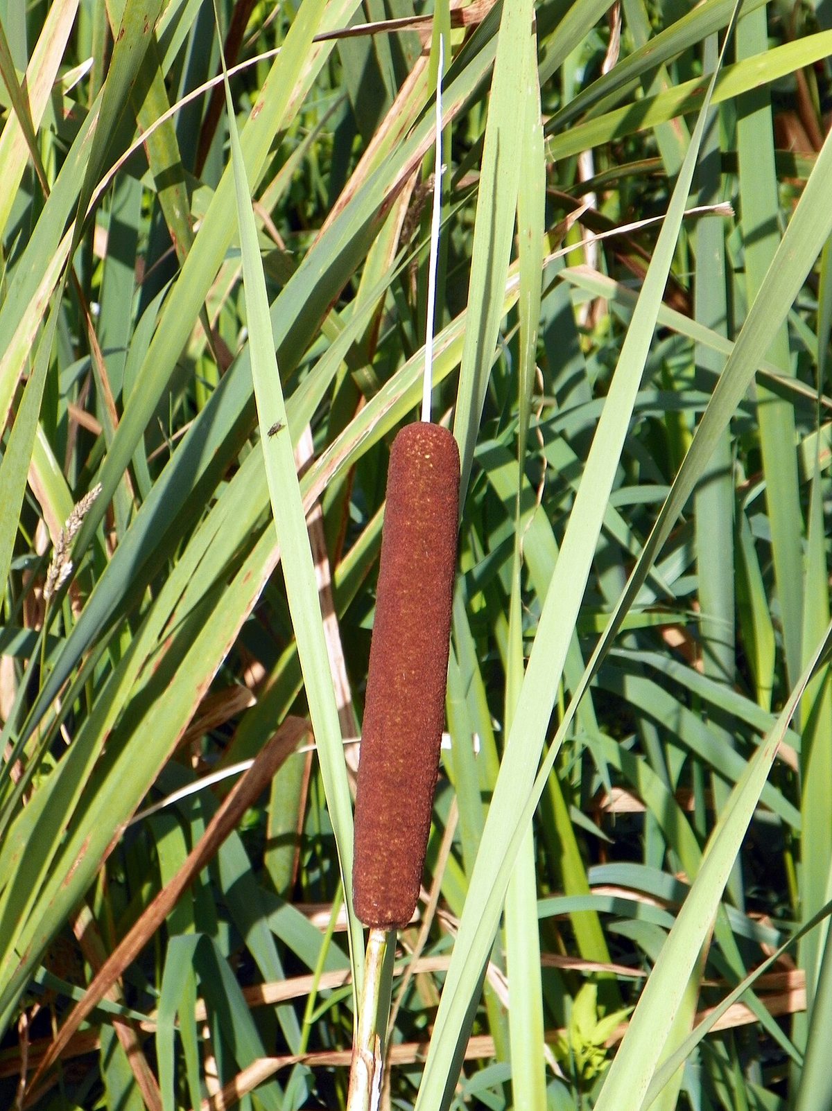Broad-Leaved Cattail