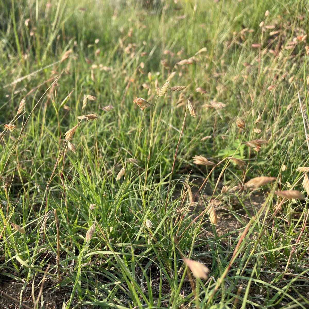 Buffalograss