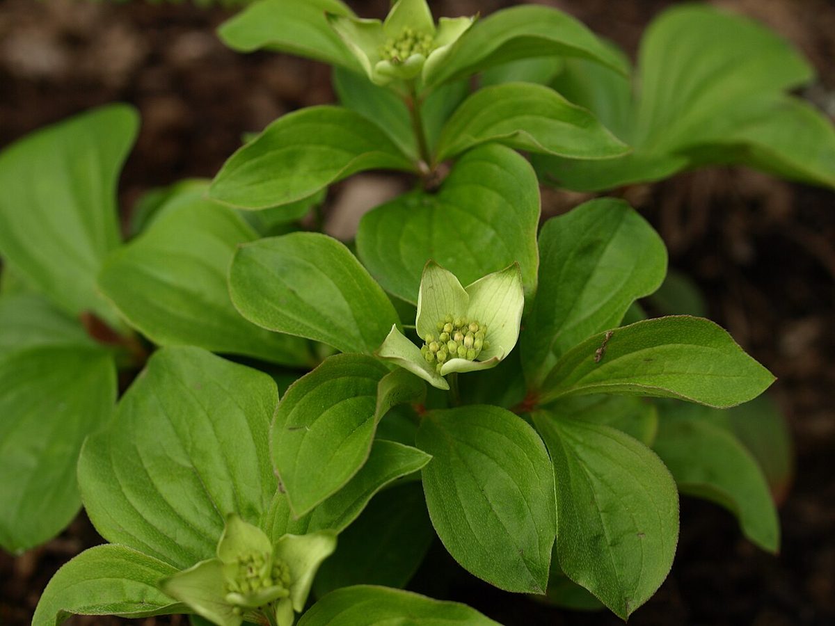 Bunchberry