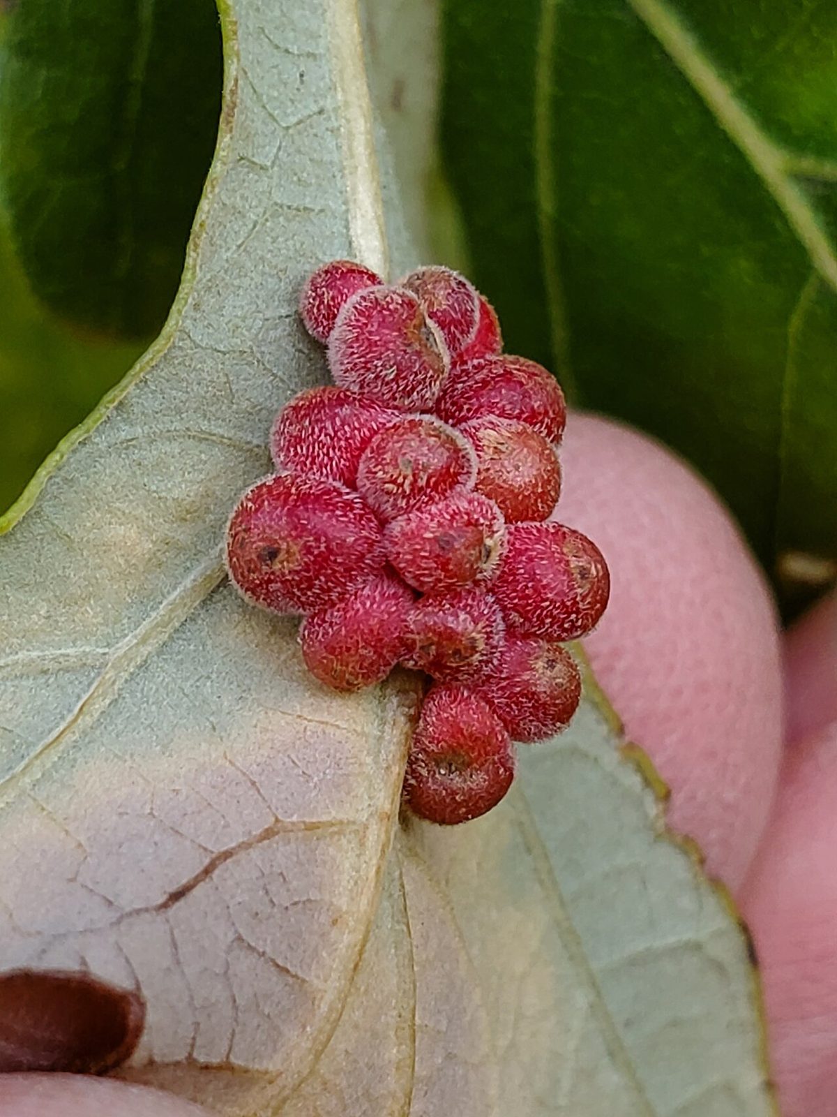 Bur Oak