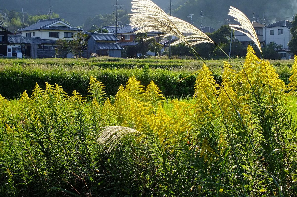 Canada Goldenrod