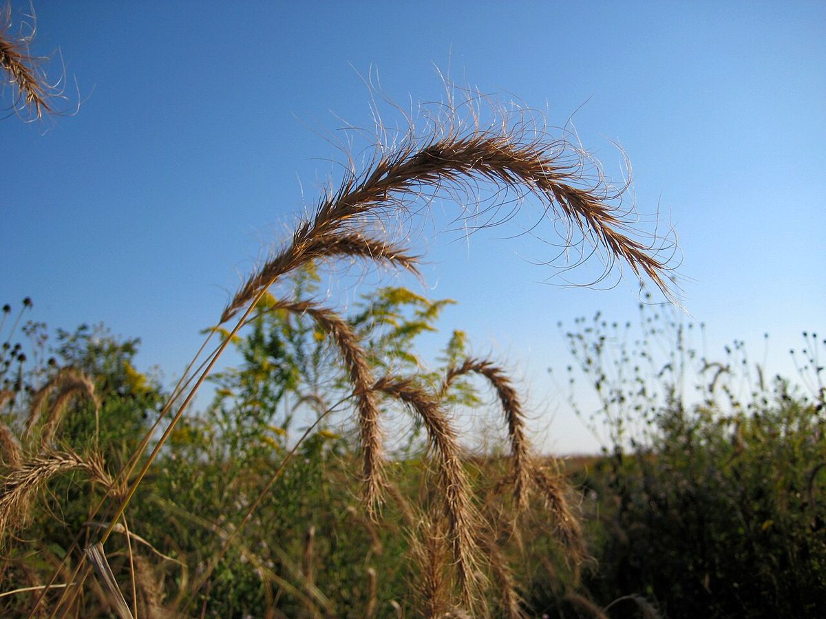 Canada Wild Rye
