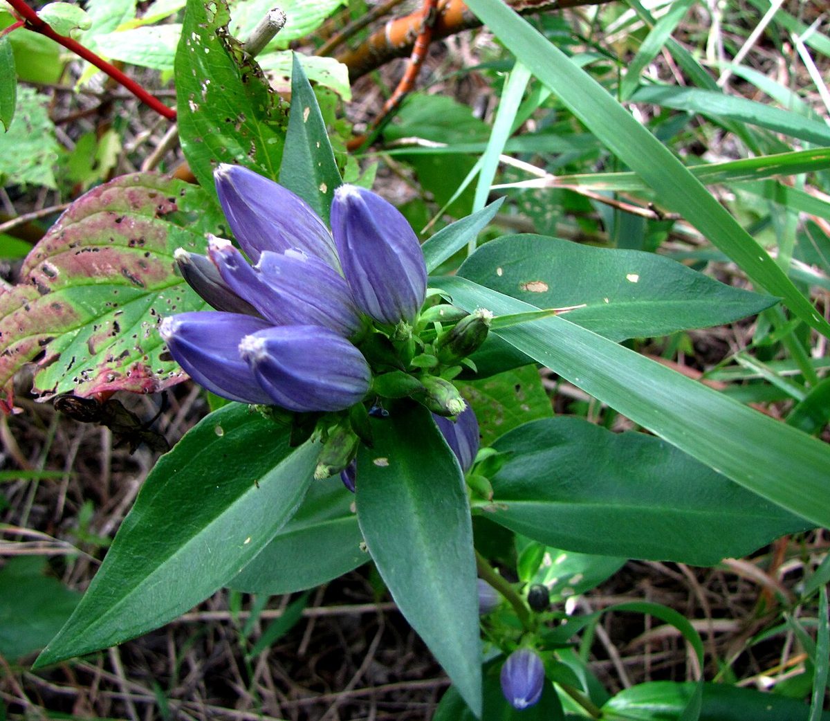 Closed Gentian