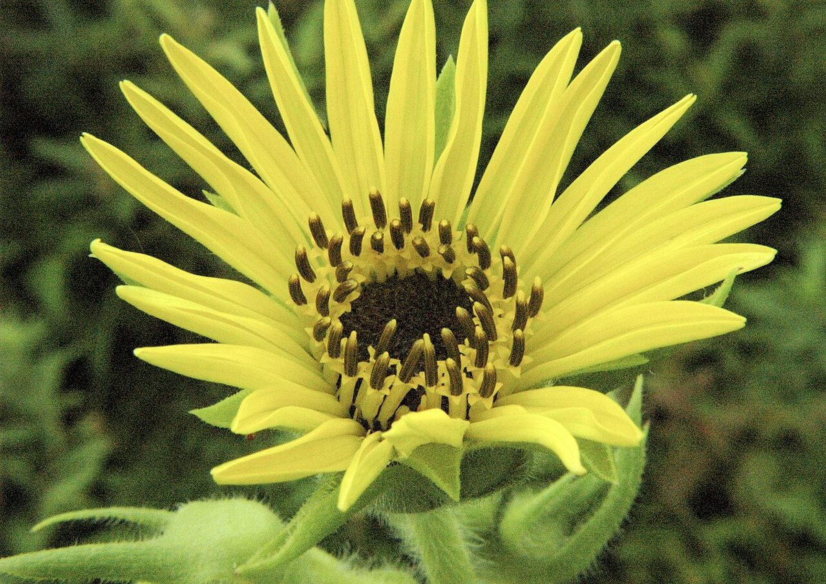 Compass Plant