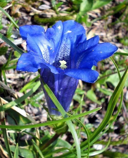Cream Gentian