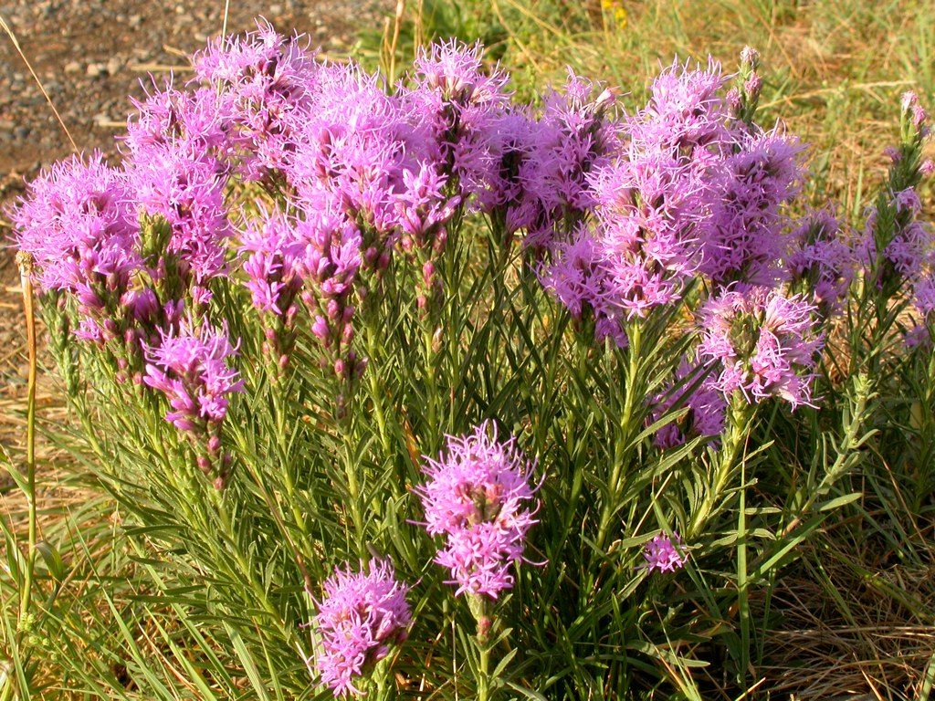 Dotted Blazing Star