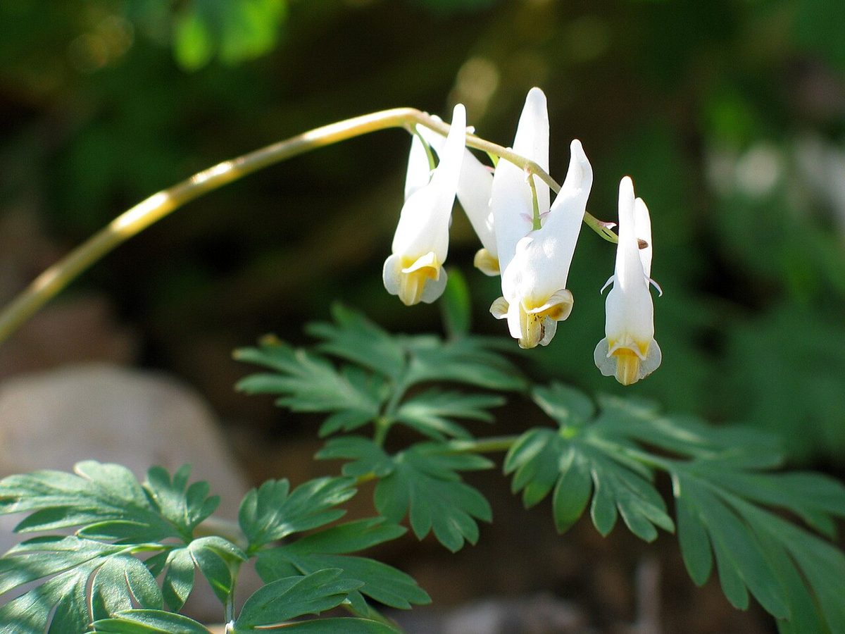 Dutchman's Breeches