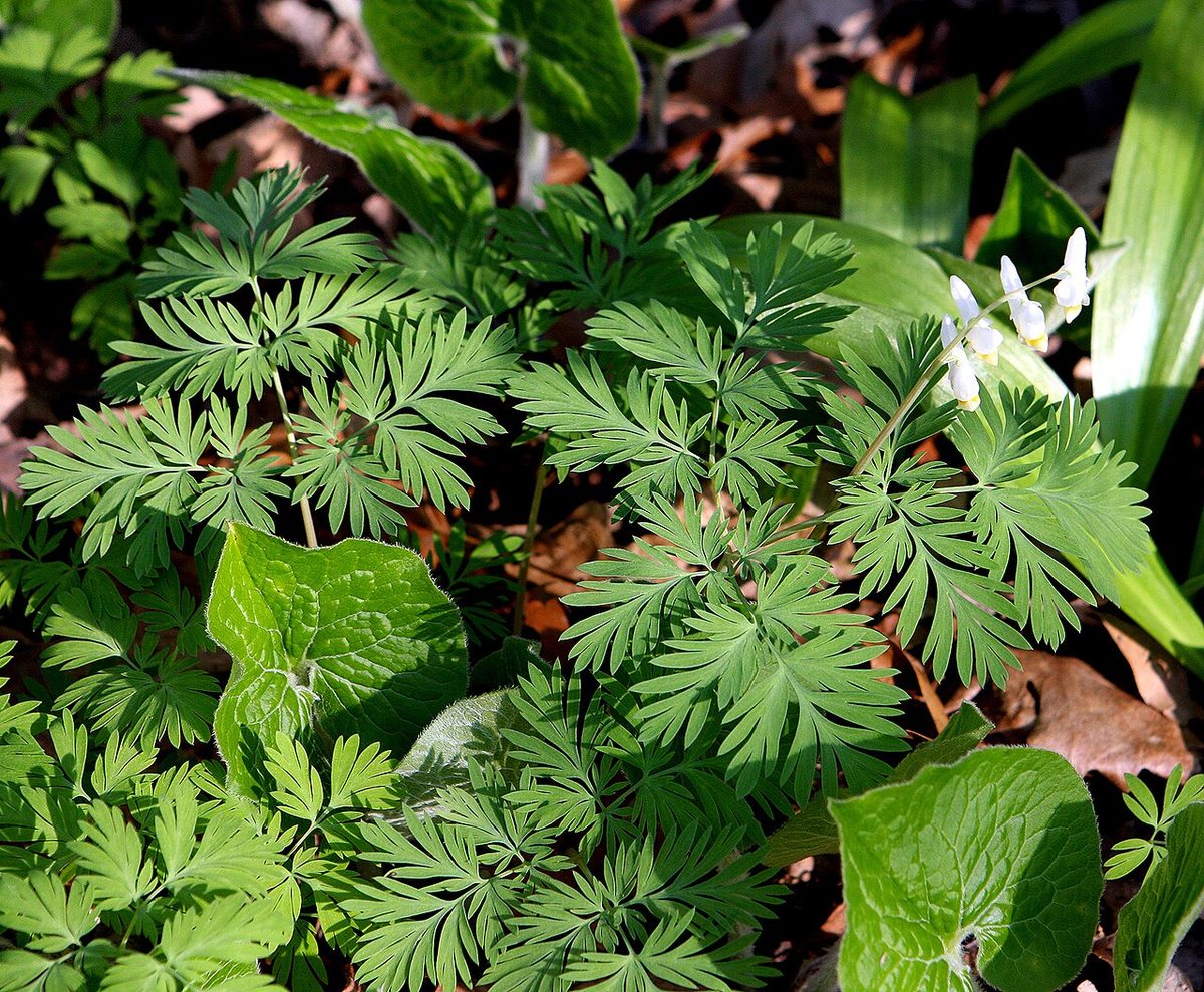 Self made image of Dicentra cucullaria
