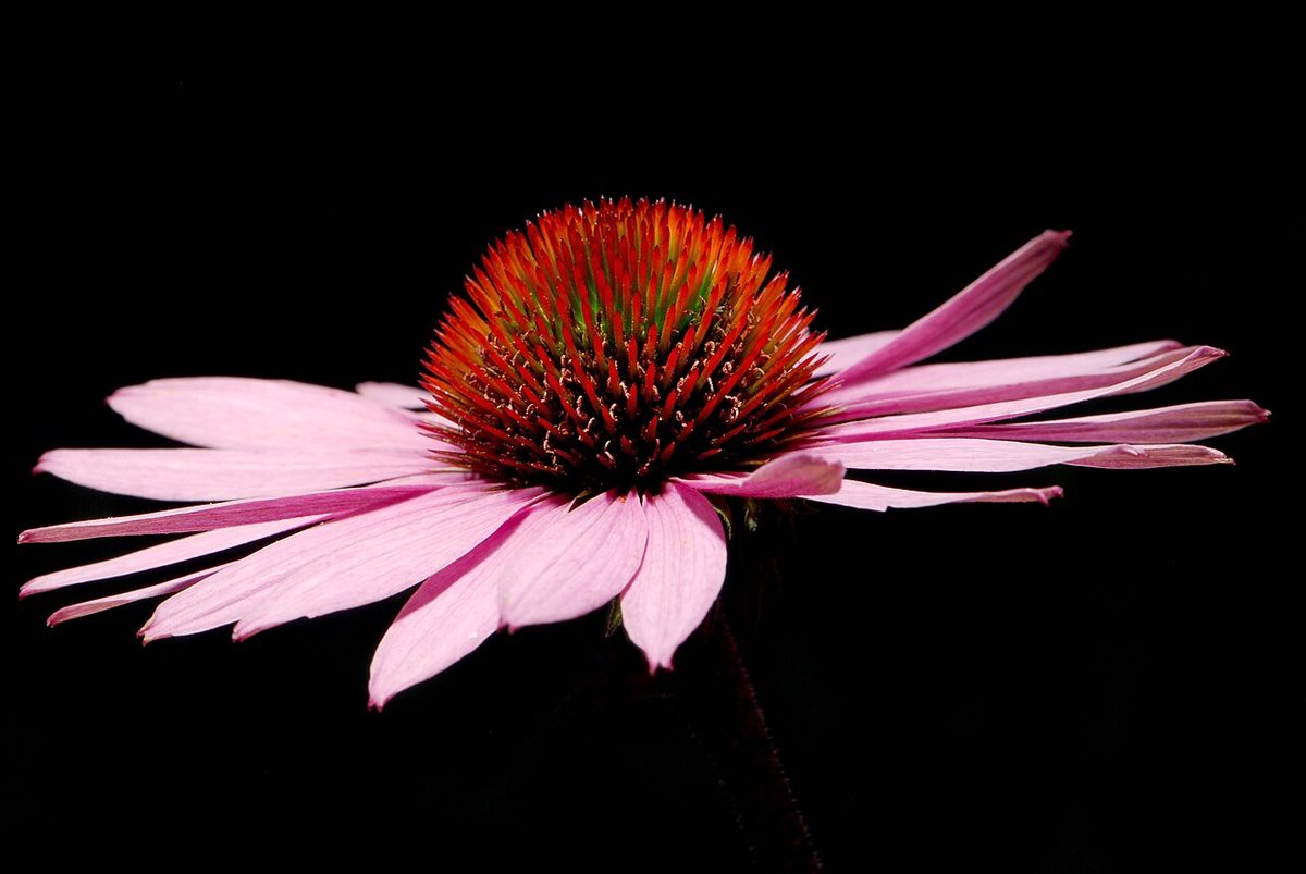 Echinacea