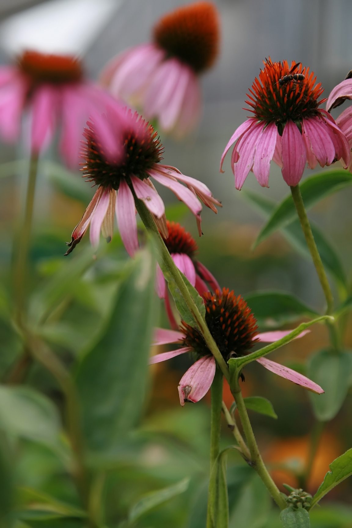 Location taken: Merrifield Garden Center, Fairfax VA USA. Names: Echinacea angustifolia'Narrowleaf' , Furupraktbille, Ma