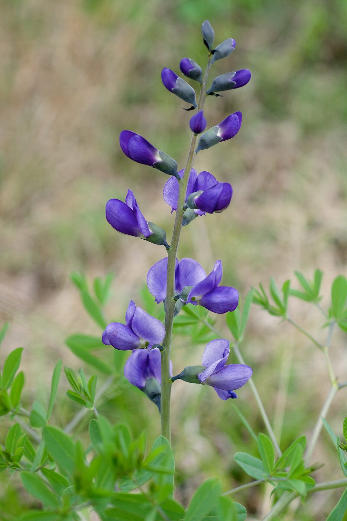 False Blue Indigo