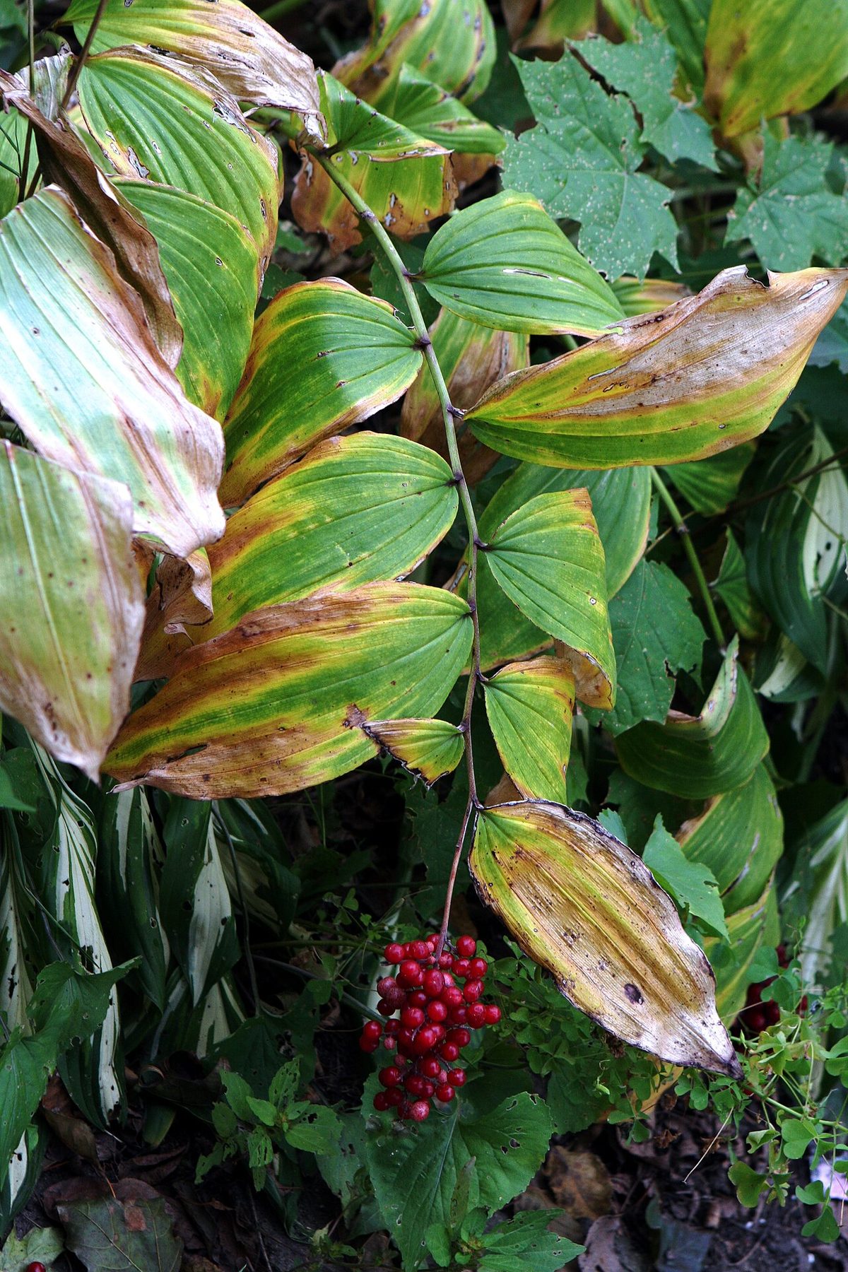 False Solomon's Seal