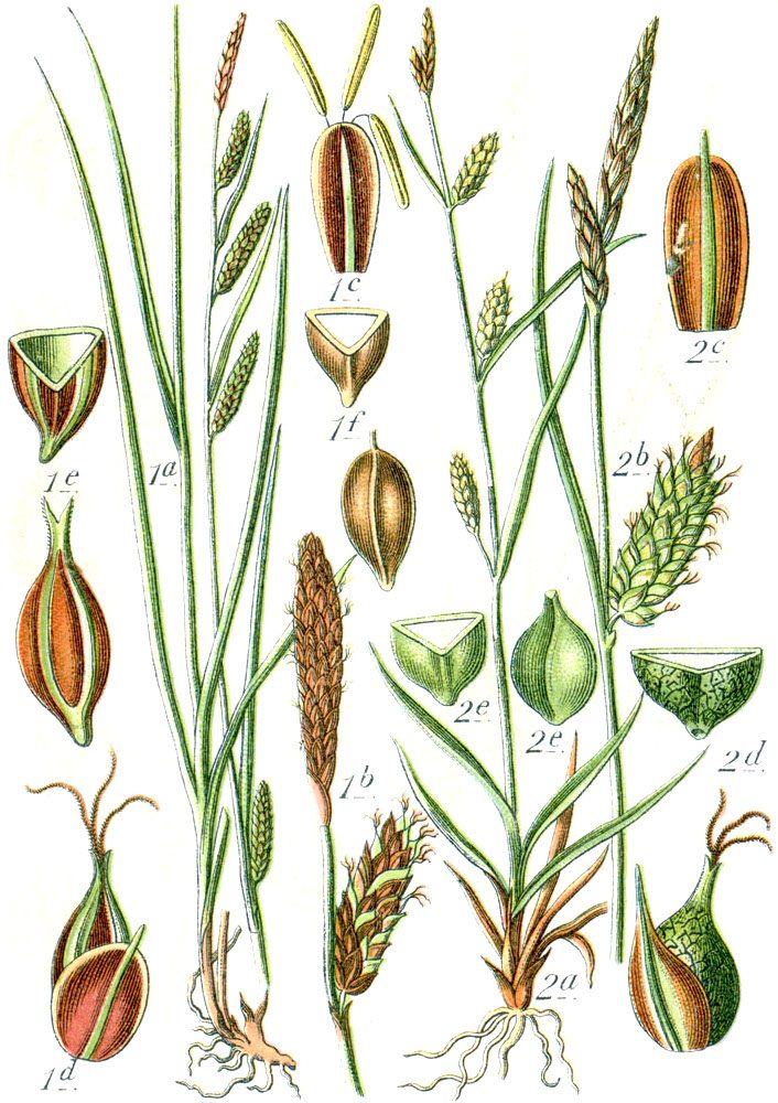 Fox Sedge