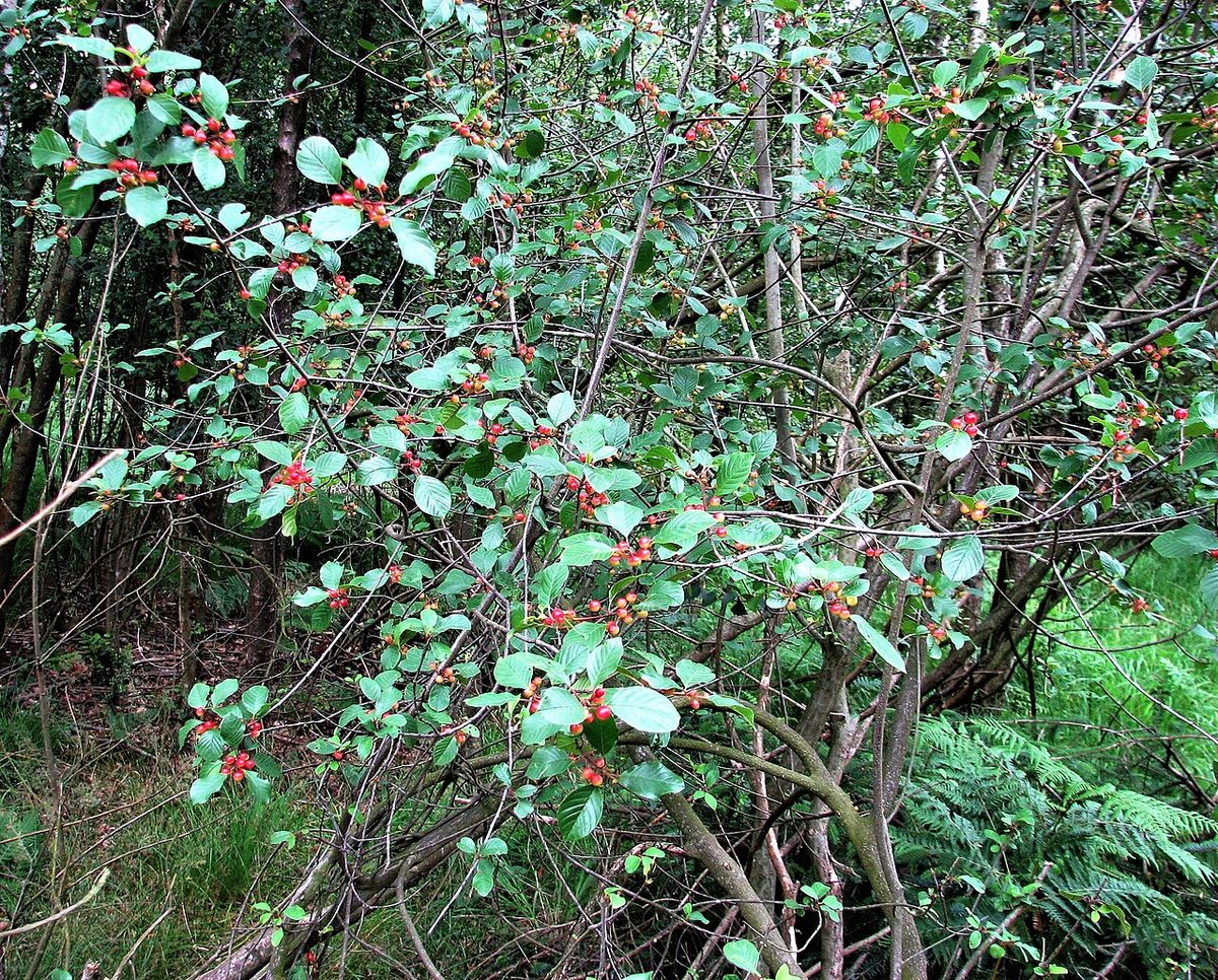 Glossy Buckthorn