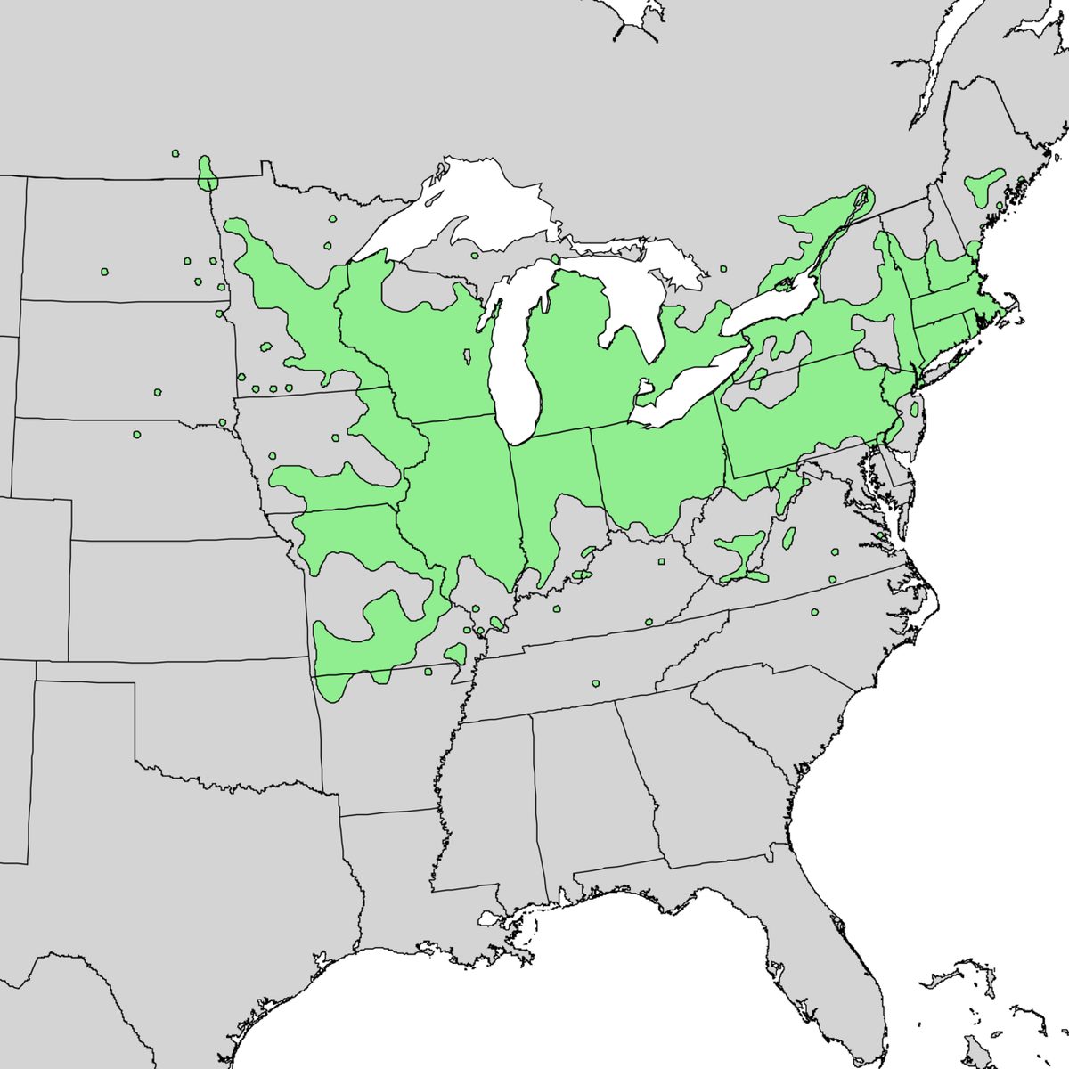 Gray Dogwood