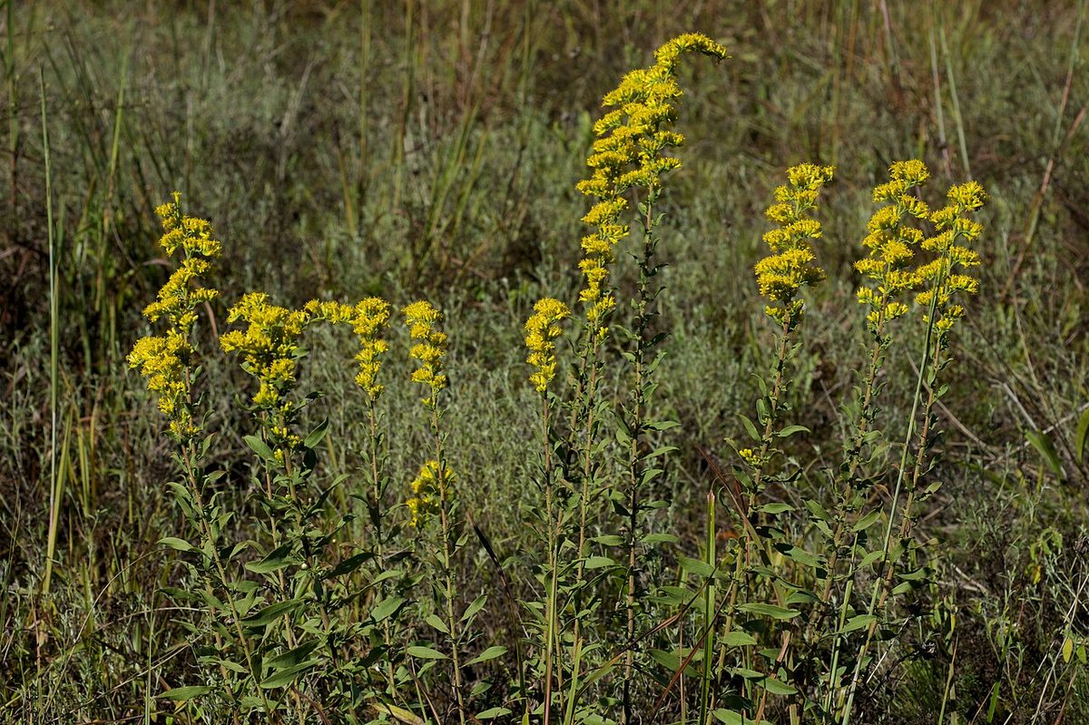 Gray Goldenrod