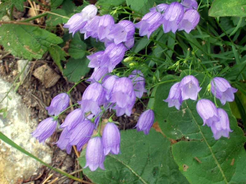 Great Blue Lobelia
