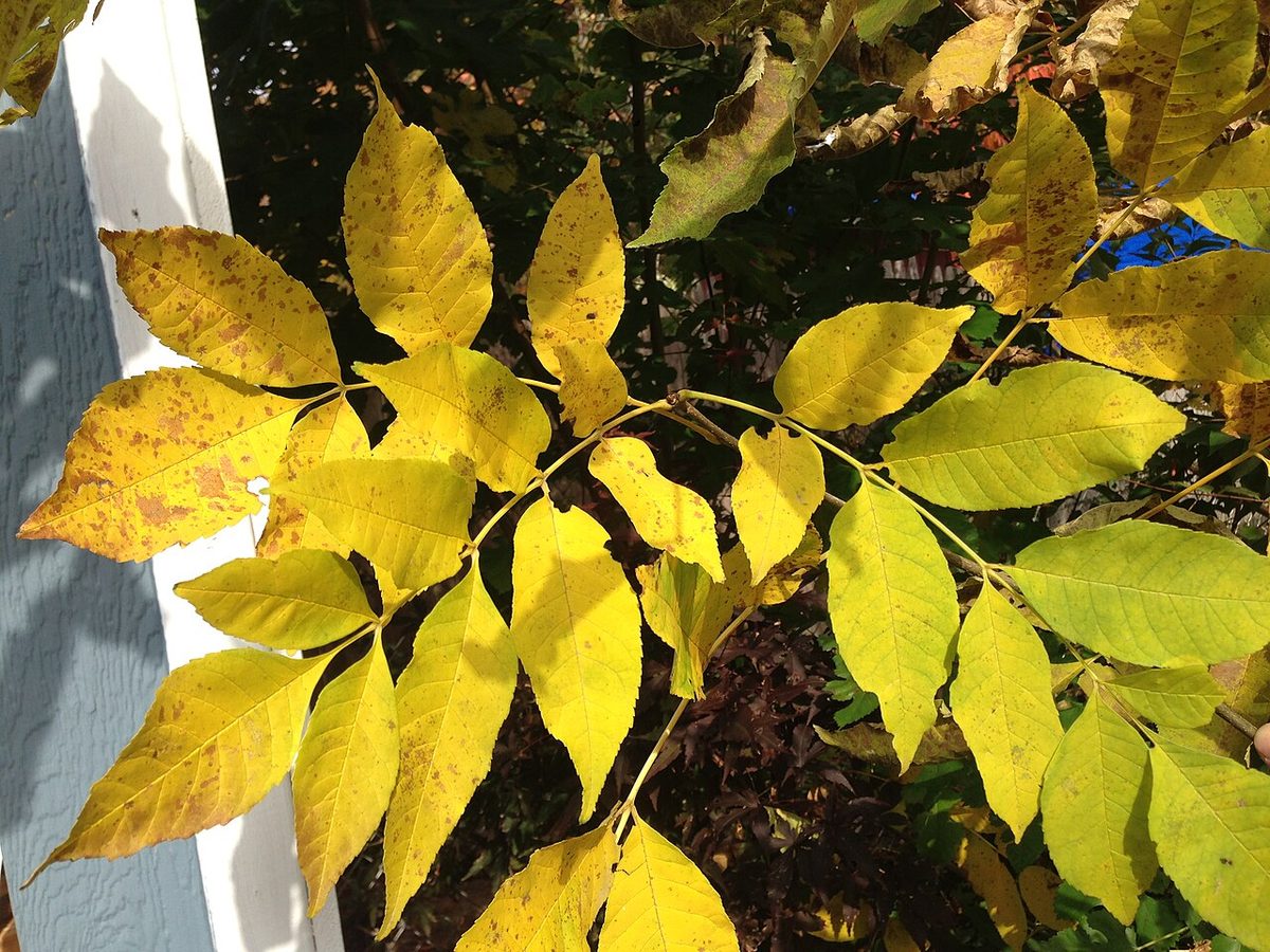 Green Ash