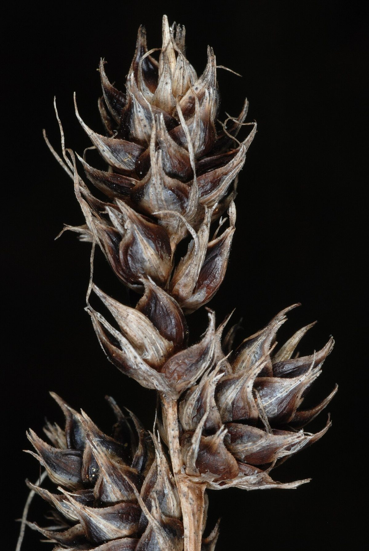 Heavy Sedge