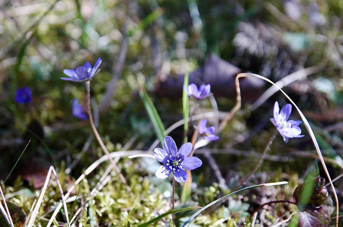 Hepatica