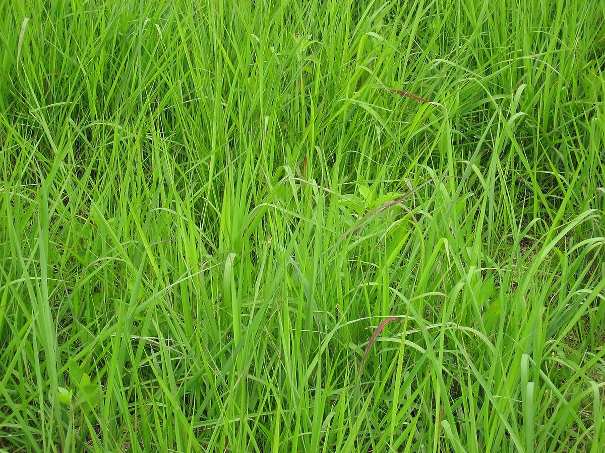 Indian Grass