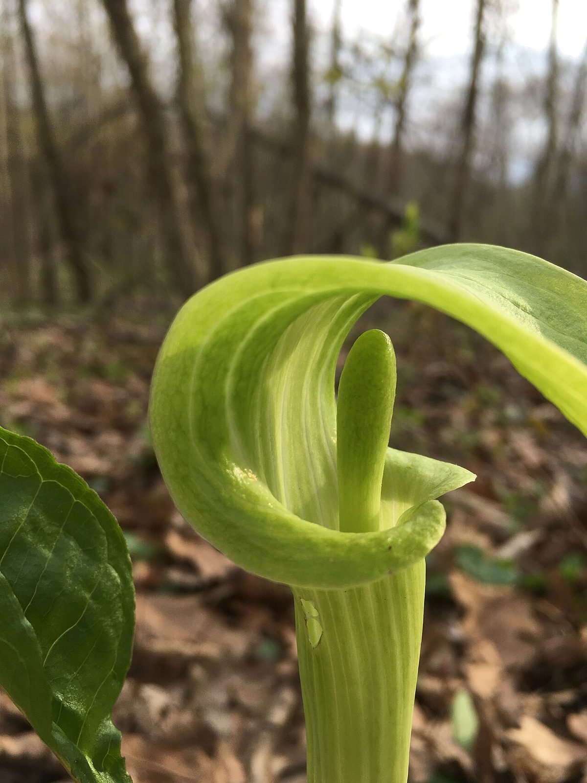 Jack-in-the-Pulpit