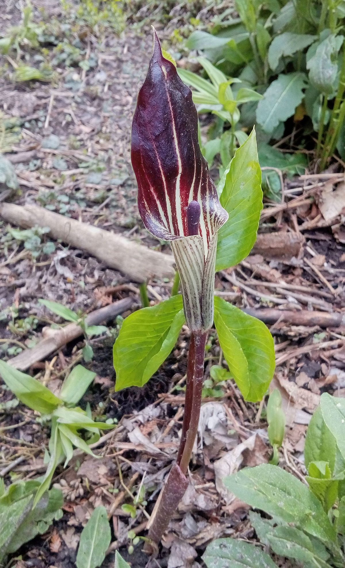 Arisaema triphyllum blooming in Bob Hunter Memorial Park.