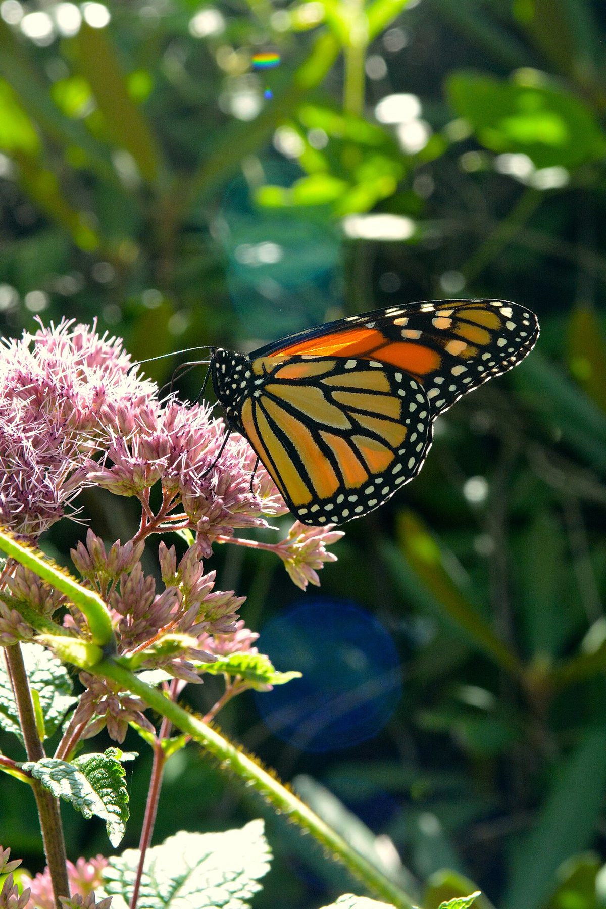Joe Pye Weed