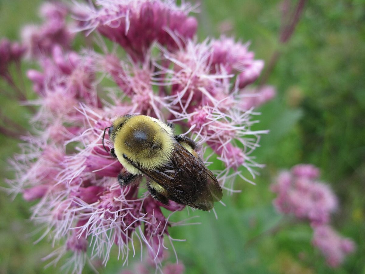 Bee on Joe-pye Weed - Natalie Luka