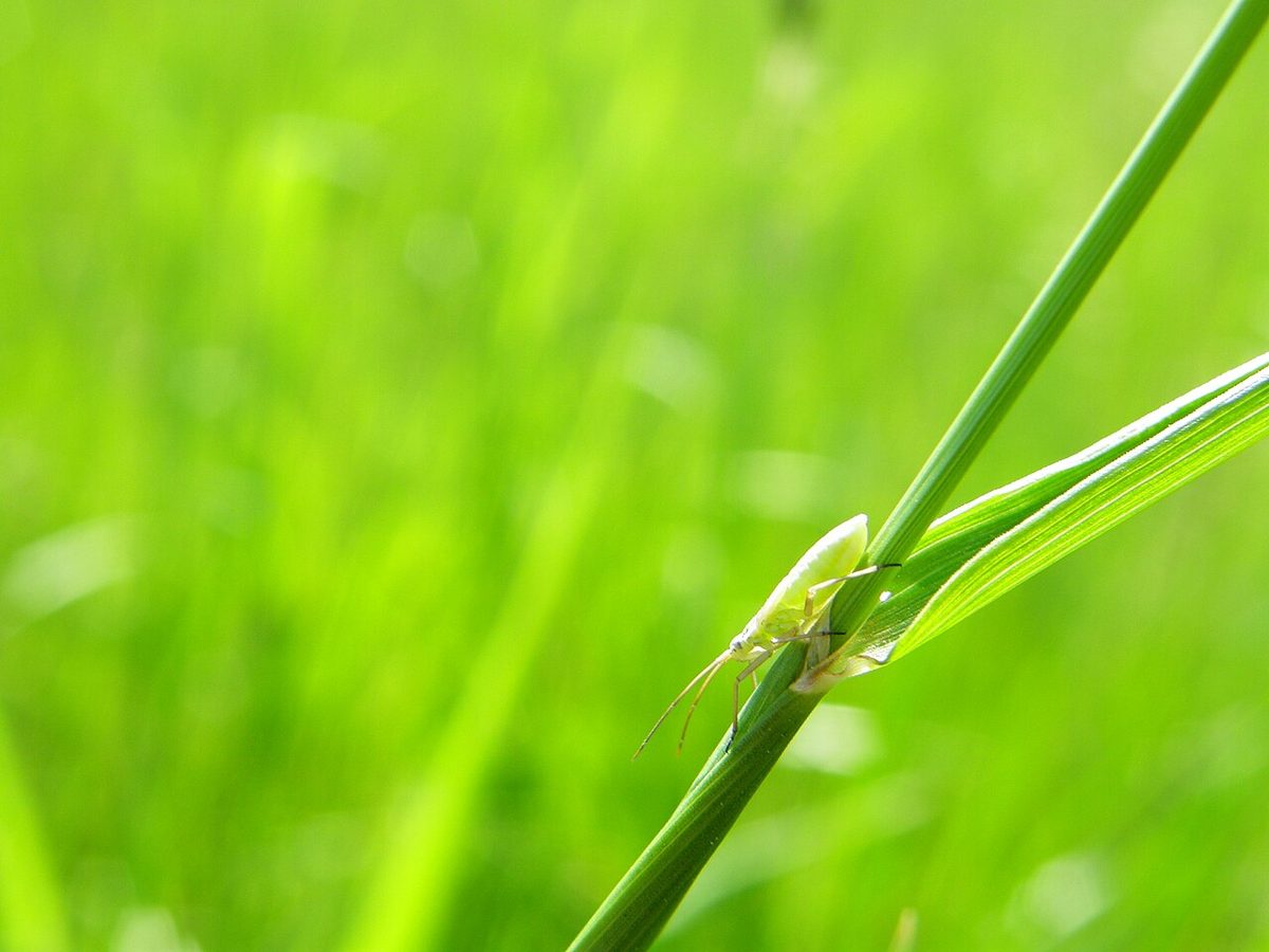 Kentucky Bluegrass