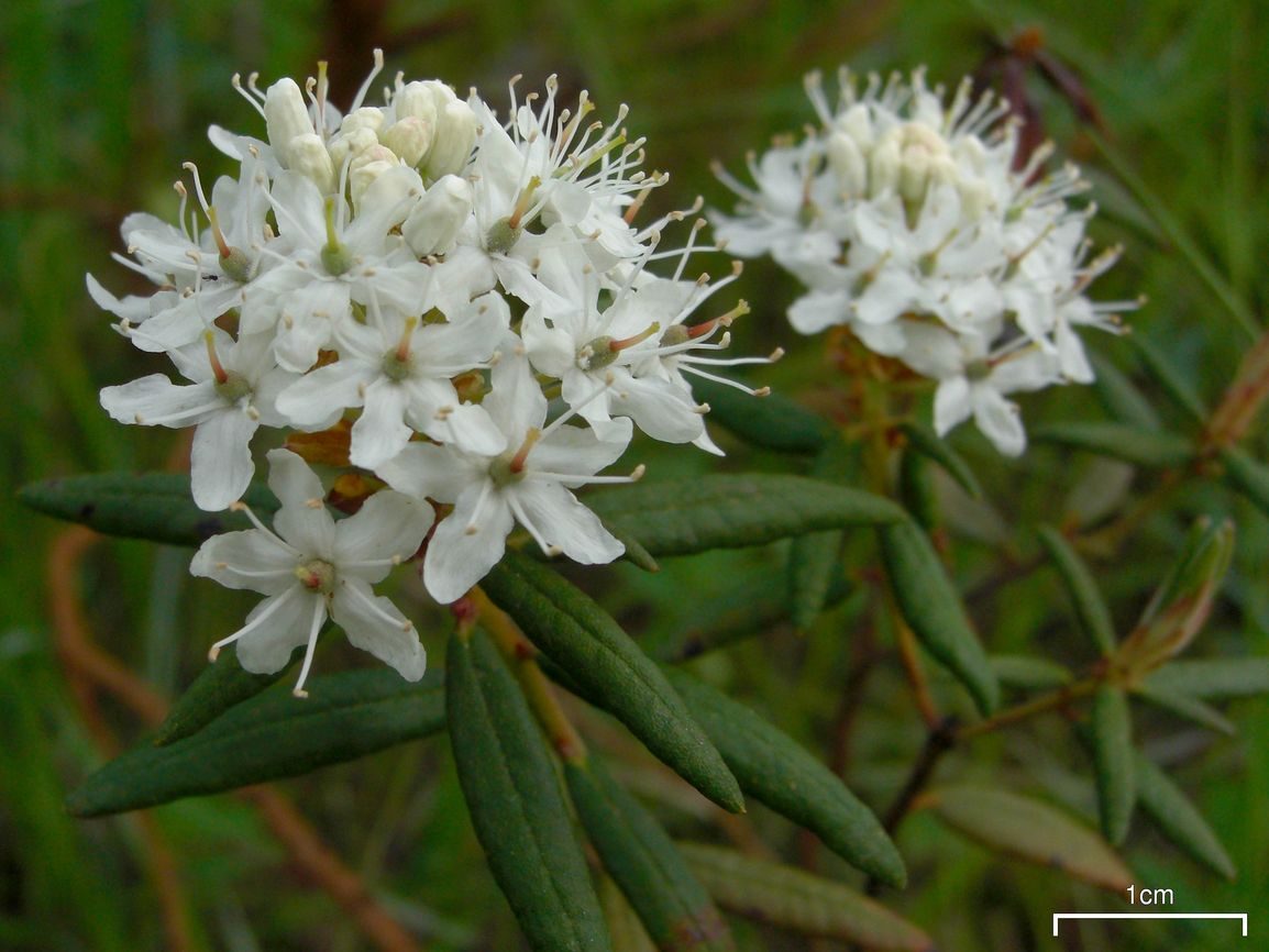 Labrador Tea