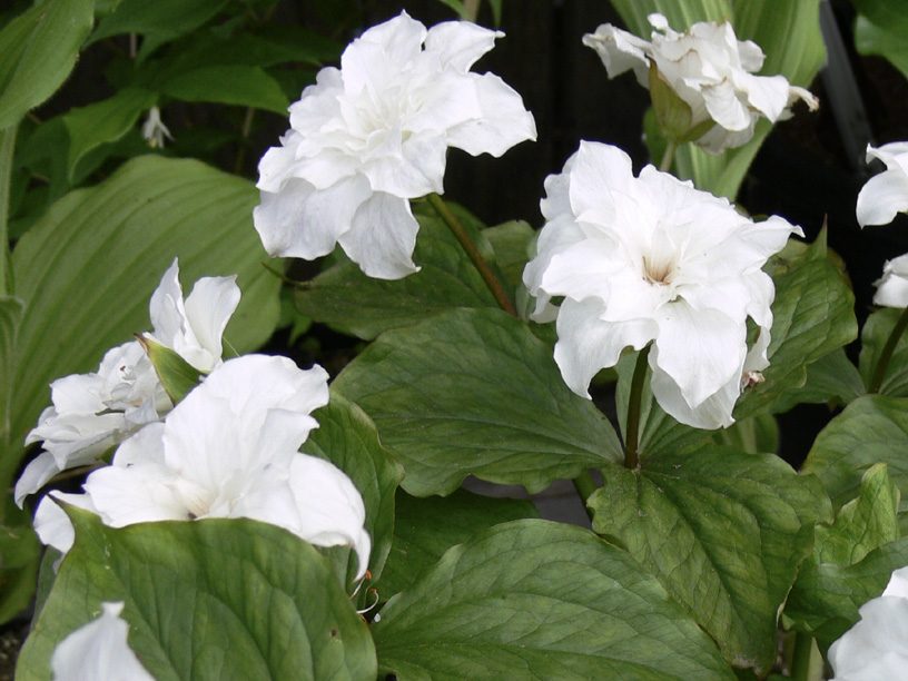 Large-flowered Trillium