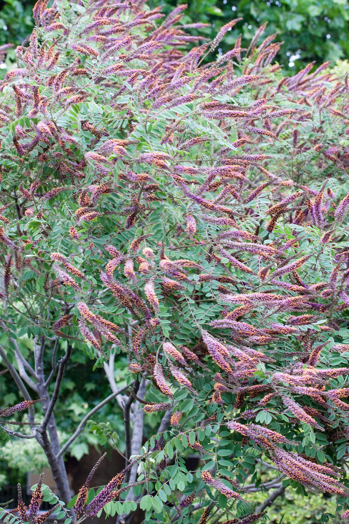 Lead Plant