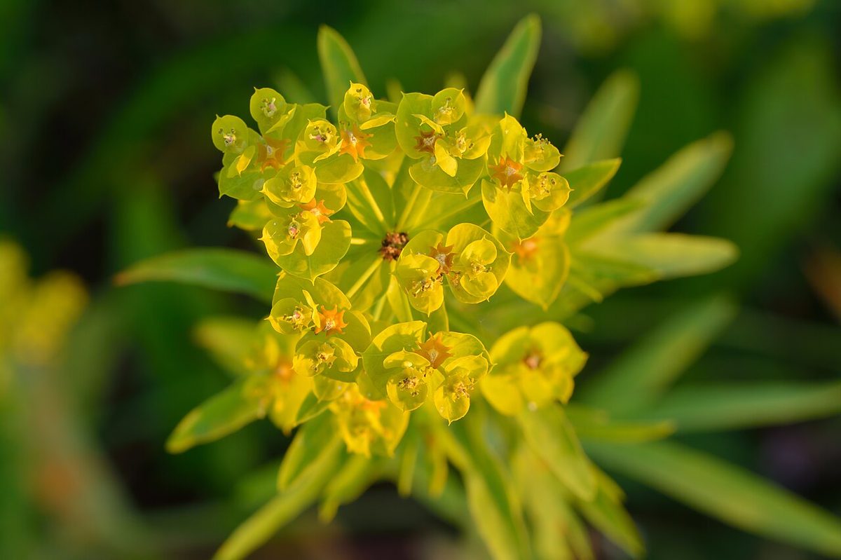 Leafy Spurge