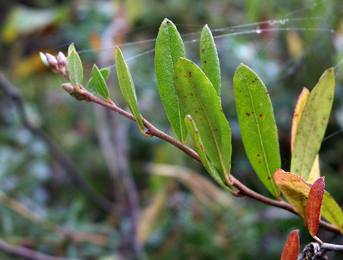 Leatherleaf