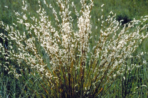 Little Bluestem