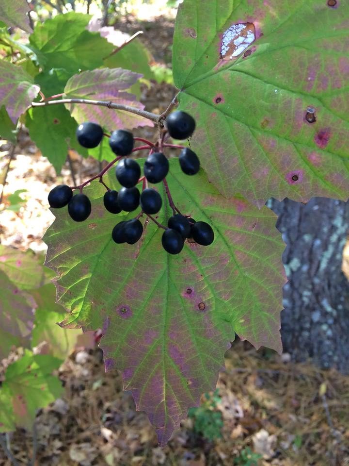 Photograph taken in Wrentham, MA on 19 October 2015 of a viburnum acerifolium (aka mapleleaf viburnum) bush. Viburnum ac