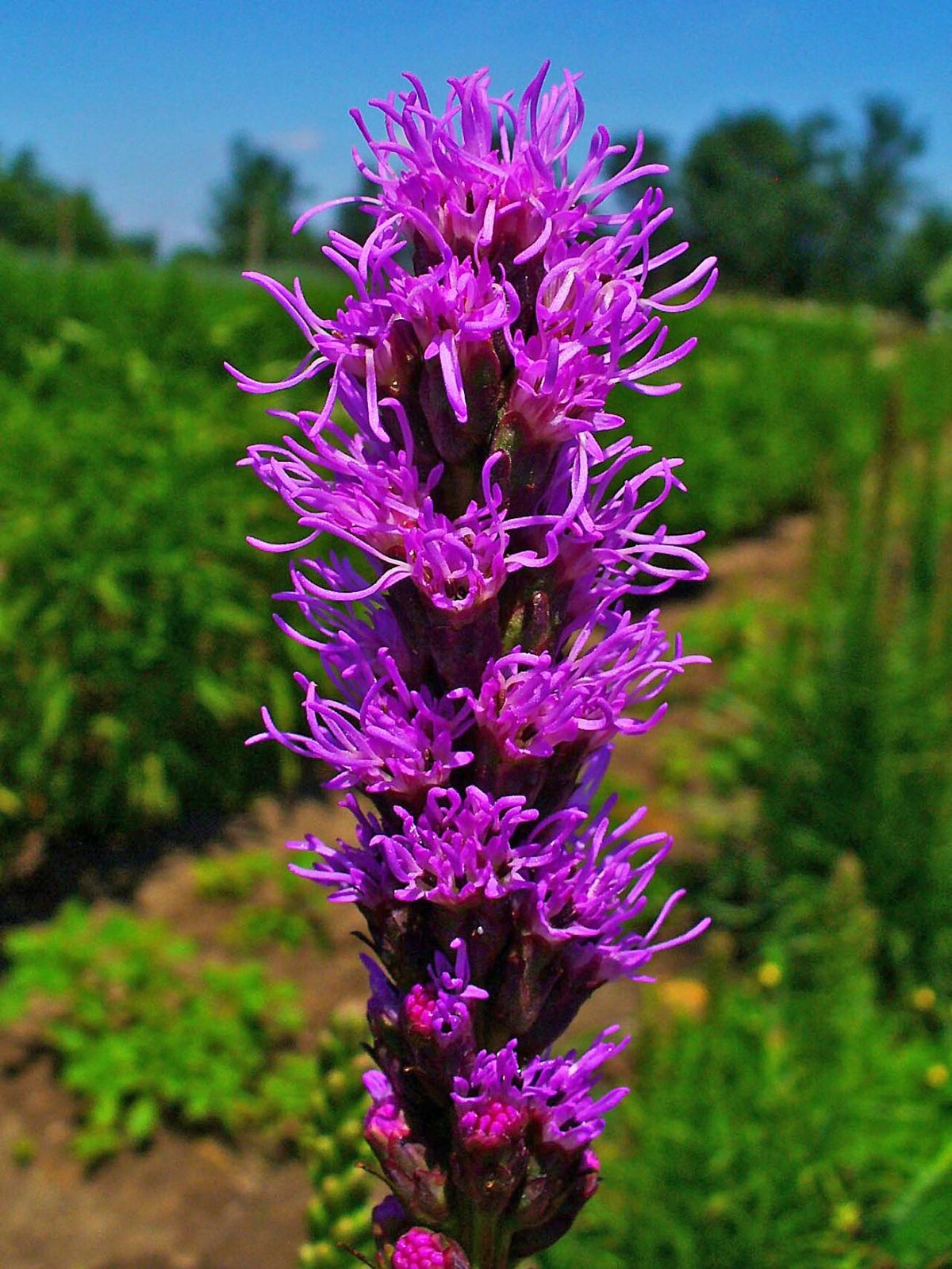 Marsh Blazing Star